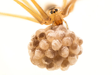 Daddy long-legs house spider (Pholcus phalangioides) holding its eggs on a white background - obrazy, fototapety, plakaty