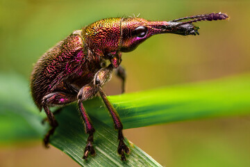 Cherry-fruit weevil (Rhynchites auratus)