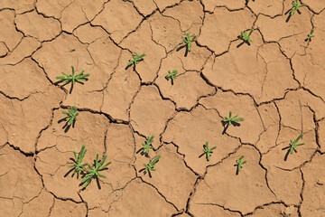 sequía suelo seco agrietado falta de agua textura desertización plantas verdes almería españa  4M0A5228-as22