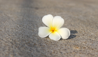 Fototapeta na wymiar white flower Champa flower Frangipani flower falling on the floor