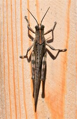 grasshopper on wood