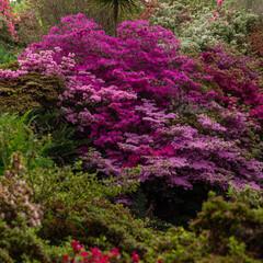 Beautiful Garden with blooming trees and bushes during spring time, Wales, UK
