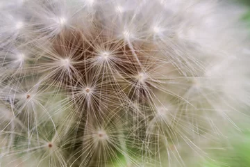 Rolgordijnen dandelion seed head © Adrian