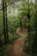 path in the forest