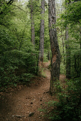 path in the woods