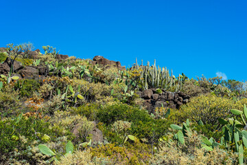 Rural landscape with autochthonous plants (tabaiba and cactus)