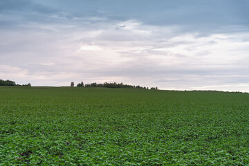 Green fields at sunset like in spring Scotland.