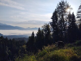 Mist in the forest. Sunrays behind the trees. Slovakia