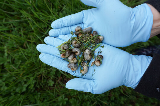 Engerling, Larven der Maik&auml;fer, Larven der Junik&auml;fer, kleiner Wurm, Sch&auml;dling
