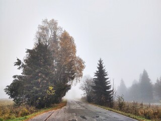 Mist in the forest. Sunrays behind the trees. Slovakia