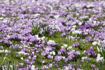 Obraz premium Blühende Krokusse, Close-Up, Deutschland, Europa