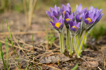 Snowdrop flowers. Dream grass Pulsatilla patens. Gentle spring violet field flowers in forest fields. Sleep grass flowers