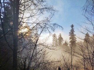 Mist in the forest. Sunrays behind the trees. Slovakia