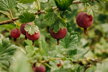 Fresh gooseberries on a branch of gooseberry bush with sunlight. Gooseberry in the fruit garden.