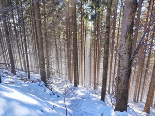 Mist in the forest. Sunrays behind the trees. Slovakia