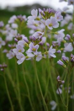 Cardamine pratensis, cuckoo flower, lady's smock, mayflower, or milkmaids, in a meadow. This is a  plant in the family Brassicaceae. It is a perennial herb native to Europe and western Asia