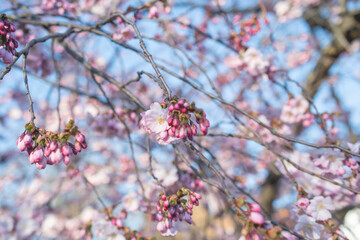 Sakura tree during spring season, Cherry blossom bloom