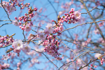 Sakura tree during spring season, Cherry blossom bloom