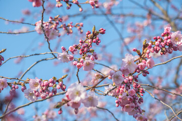 Sakura tree during spring season, Cherry blossom bloom