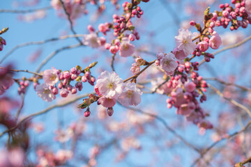 Sakura tree during spring season, Cherry blossom bloom
