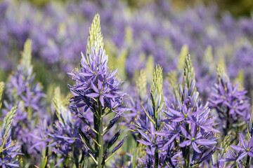 Spikey blue Camassia flowers in springtime, growing in the grass in a garden in Wisley, near Woking in Surrey UK.
