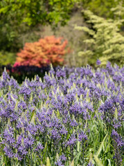 Obraz premium Spikey blue Camassia flowers in springtime, growing in the grass in a garden in Wisley, near Woking in Surrey UK. 