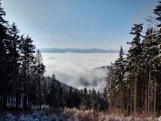 Mist in the forest. Sunrays behind the trees. Slovakia