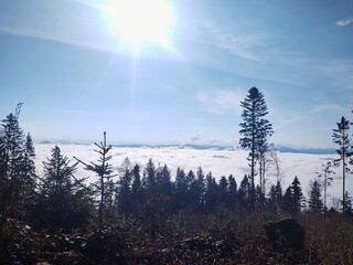 Mist in the forest. Sunrays behind the trees. Slovakia