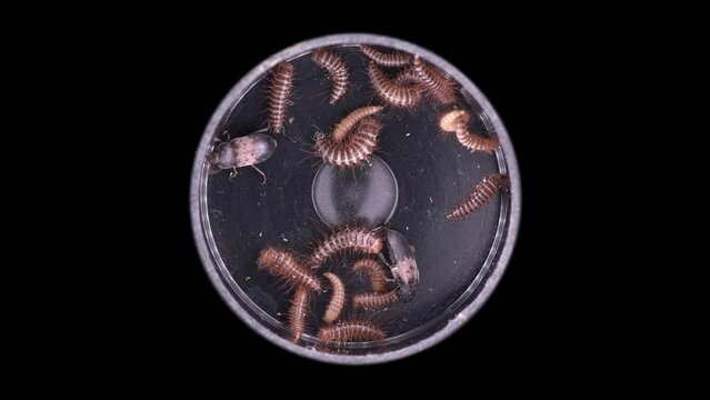 Larvae and beetles Dermestes lardarius under a microscope, of family Dermestidae.