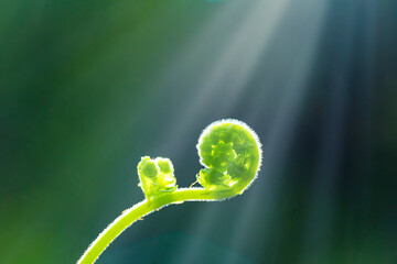 シダの新芽