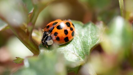 Ladybug closeup on a leaf
