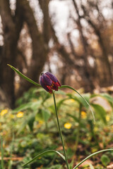 wild tulip