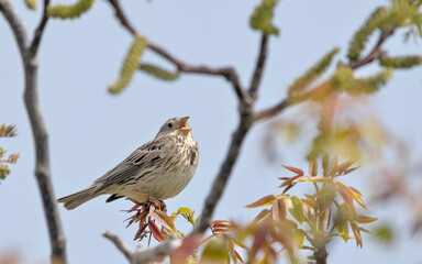 Corn Bunting - Miliaria calandra, Crete, Greece 