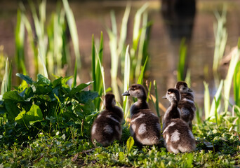 Four cute chicks of Canadian goose after hatching in on a pond in Dortmund Germany. Canada goose...