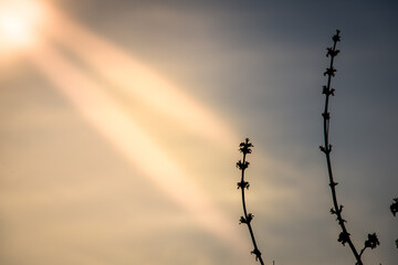 Spring sun in the rays and a tree branch.