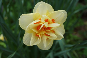 Weiß-gelbe Narzisse im Garten im Frühling 
