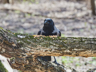 An ordinary crow sits on a tree branch.