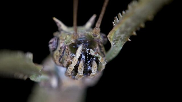 stick insect Medauroida extradentata, family Phasmatidae.