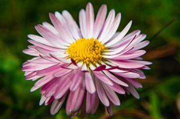 Fototapeta premium A macro photograph of a small flower on a lawn