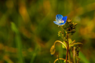 Fototapeta na wymiar A macro photograph of a small flower on a lawn