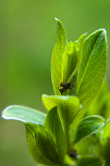 A macro photograph of a small flower on a lawn with an insect