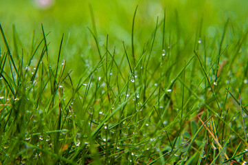 dew on green grass, drops of water