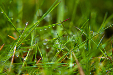 dew on green grass, drops of water