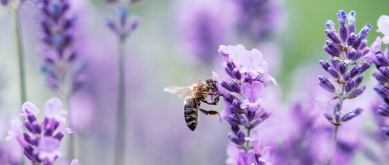 Pollination with bee and lavender with sunshine, sunny lavender. - Powered by Adobe