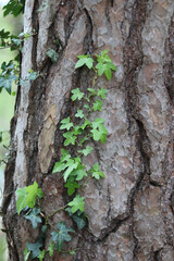 Vertical image of green ivy growing on textured tree trunk