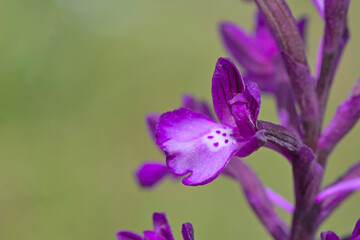 Borys orchid - Orchis boryi, Crete