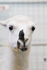 A white lama with a black spot on its nose eats a piece of wheat - obrazy, fototapety, plakaty