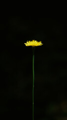 Flor amarilla con fondo negro