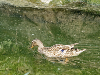 mallard in a lake