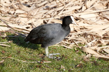 Blesshuhn, Deutschland, Europa
